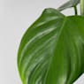 Philodendron henri-pittieri