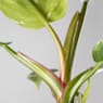 Philodendron erubescens 'White Princess'