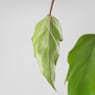 Philodendron mayoi