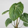 Philodendron pastazanum