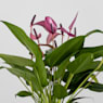 Anthurium 'Zizou''