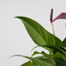 Anthurium 'Zizou''