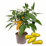 Pimiento 'Snack Yellow' Pick-&-Joy® - Planta de huerto