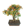 Bonsai Espino de fuego (Pyracantha)