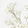 Ramillete de Paniculata blanca