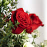 Bouquet Pura Esencia - 6 Rosas rojas