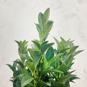 Euonymus japónica punchellus verde