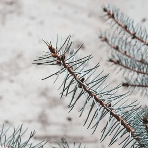 Árbol de Navidad Natural Picea Blue Diamond 80-100cm