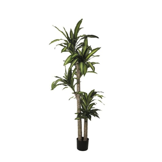 Planta de tronco brasil