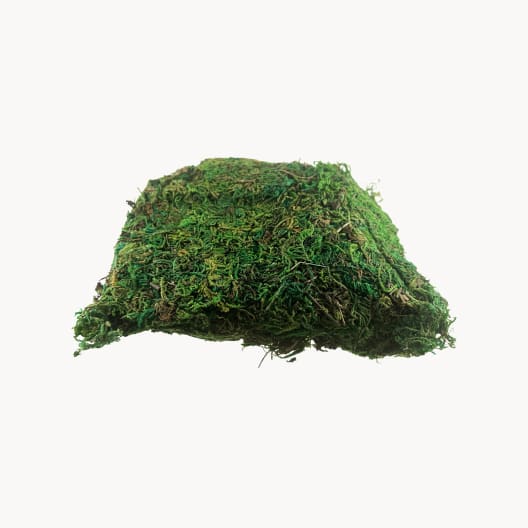 Musgo verde decorativo 50 g para Belén