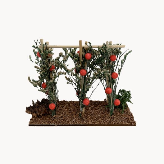Tomatera para Belén