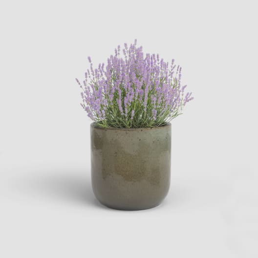 Maceta de Interior Jupiter Verde oxidado