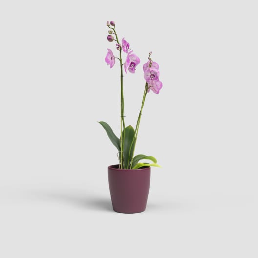 Maceta para Orquídeas Thalia burdeos