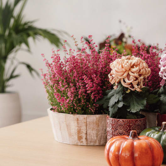 Base de madera para plantas