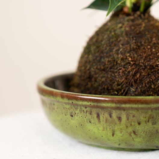 Plato para Kokedama terracota verde