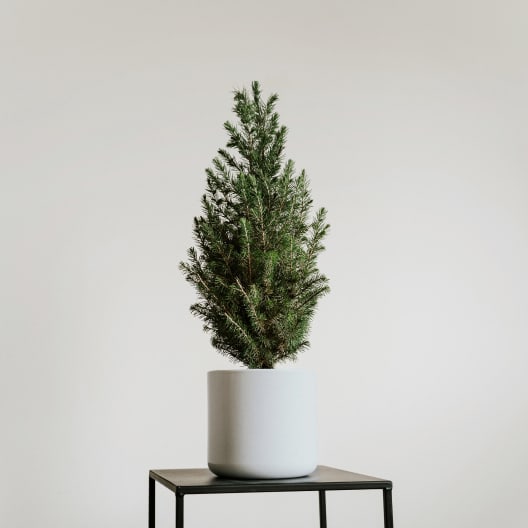 Mini árbol de Navidad Picea en maceta blanca