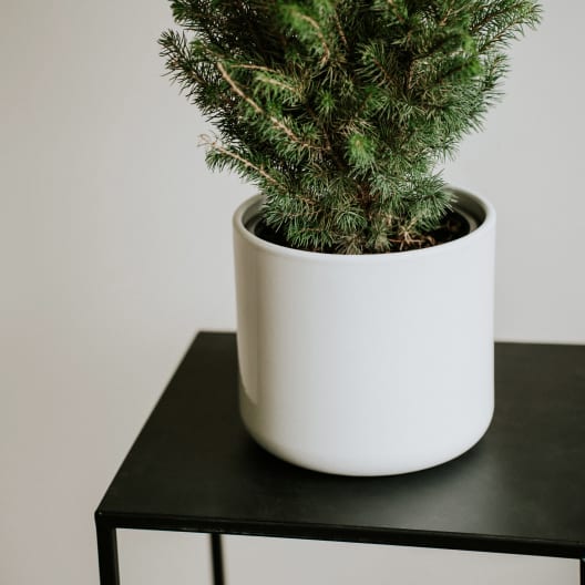 Mini árbol de Navidad Picea en maceta blanca