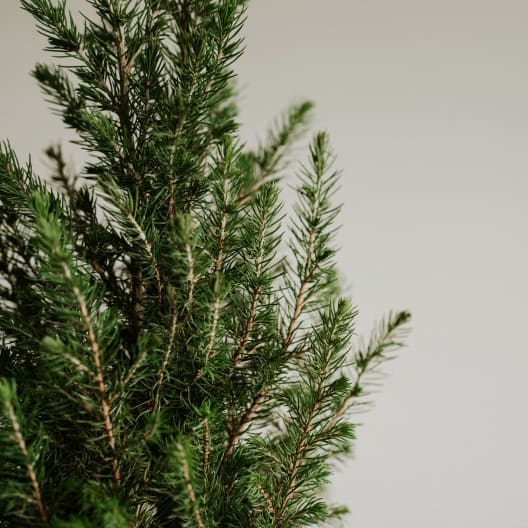 Mini árbol de Navidad Picea en maceta roja