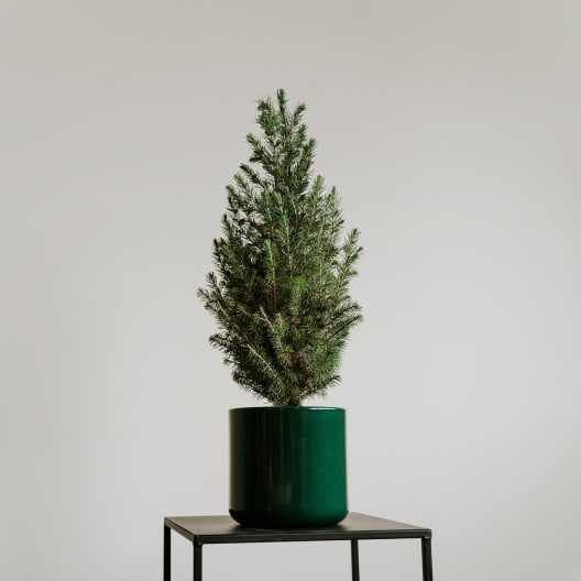 Mini árbol de Navidad Picea en maceta verde