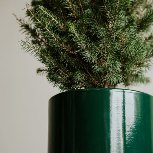 Mini árbol de Navidad Picea en maceta verde