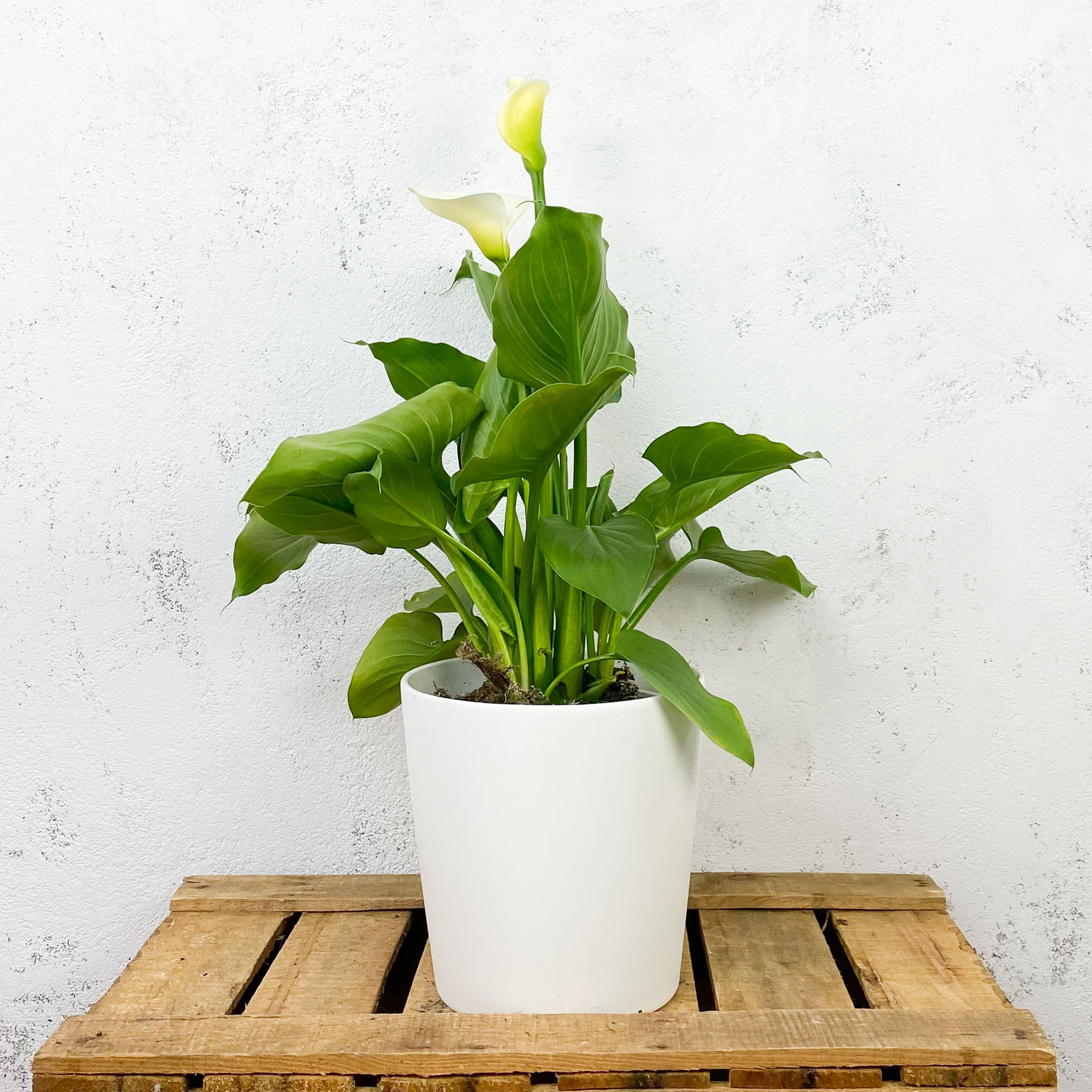 Cala blanca (zantedeschia aethiopica) | Fronda