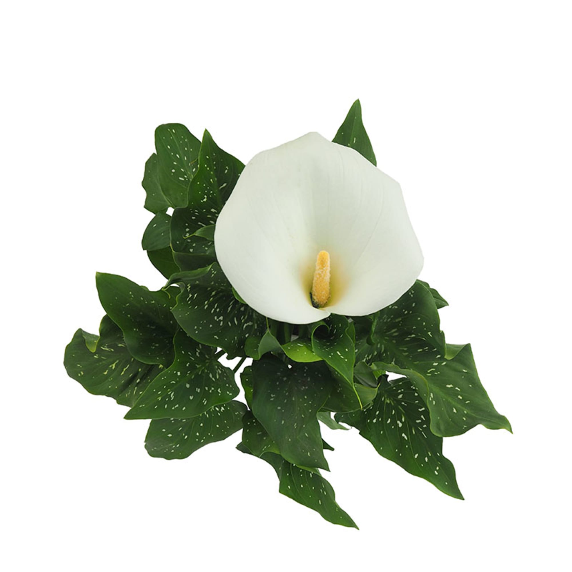 Cala blanca (zantedeschia aethiopica) | Fronda