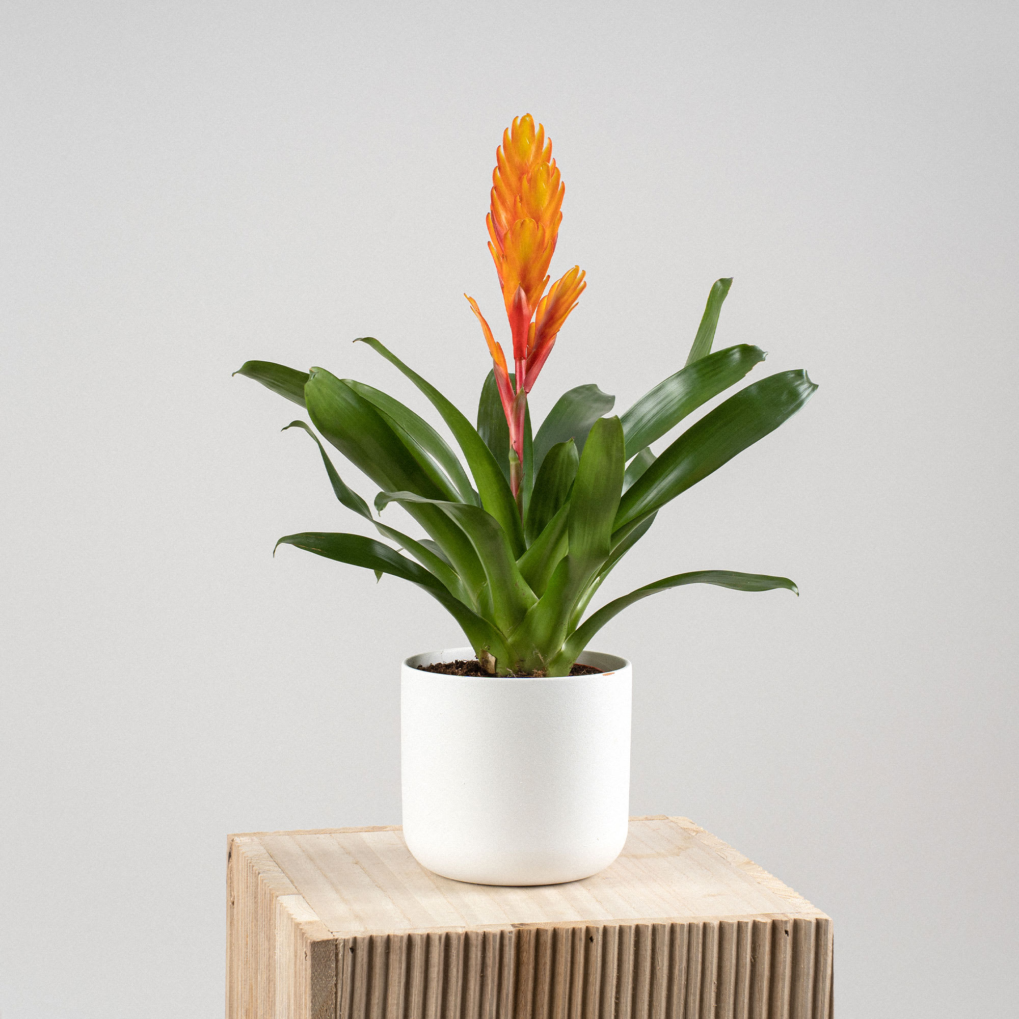 Bromelia de colores variados | Fronda