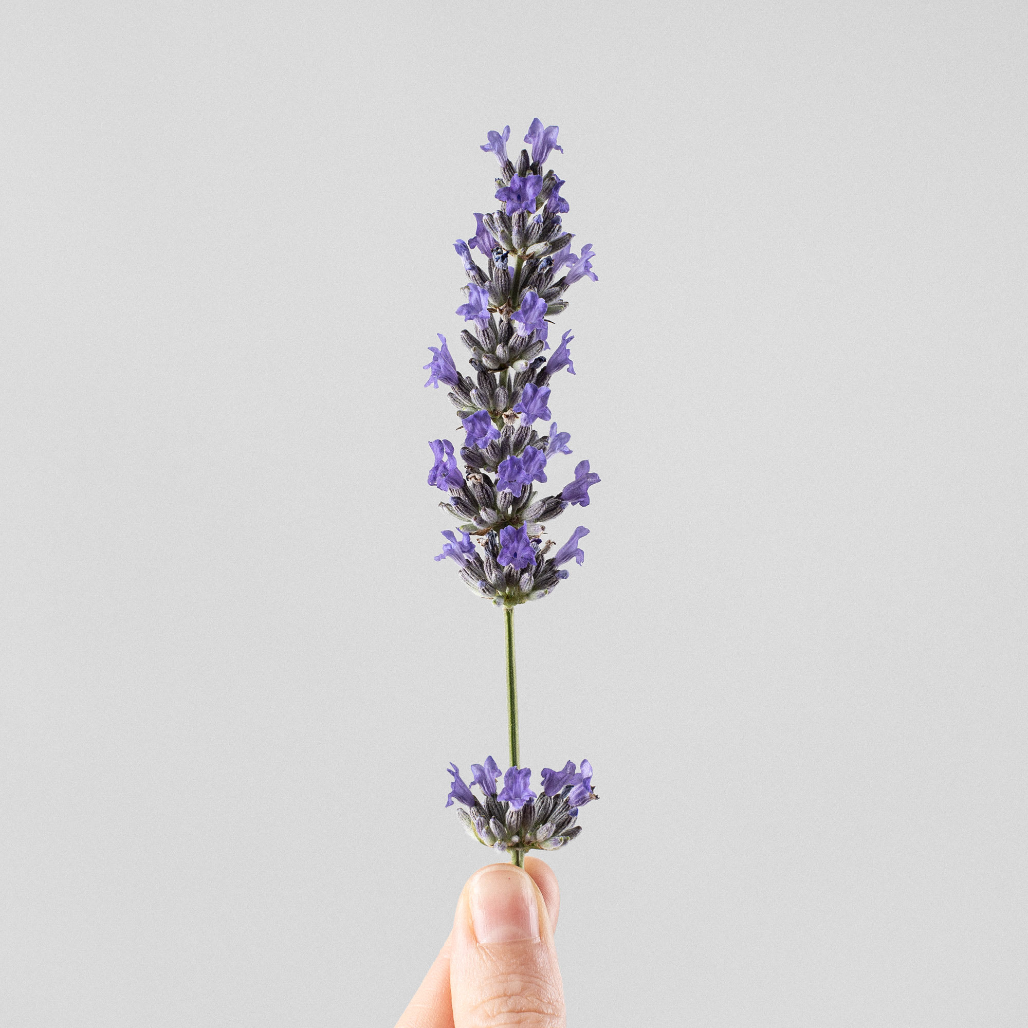 Lavanda - Planta aromática | Fronda