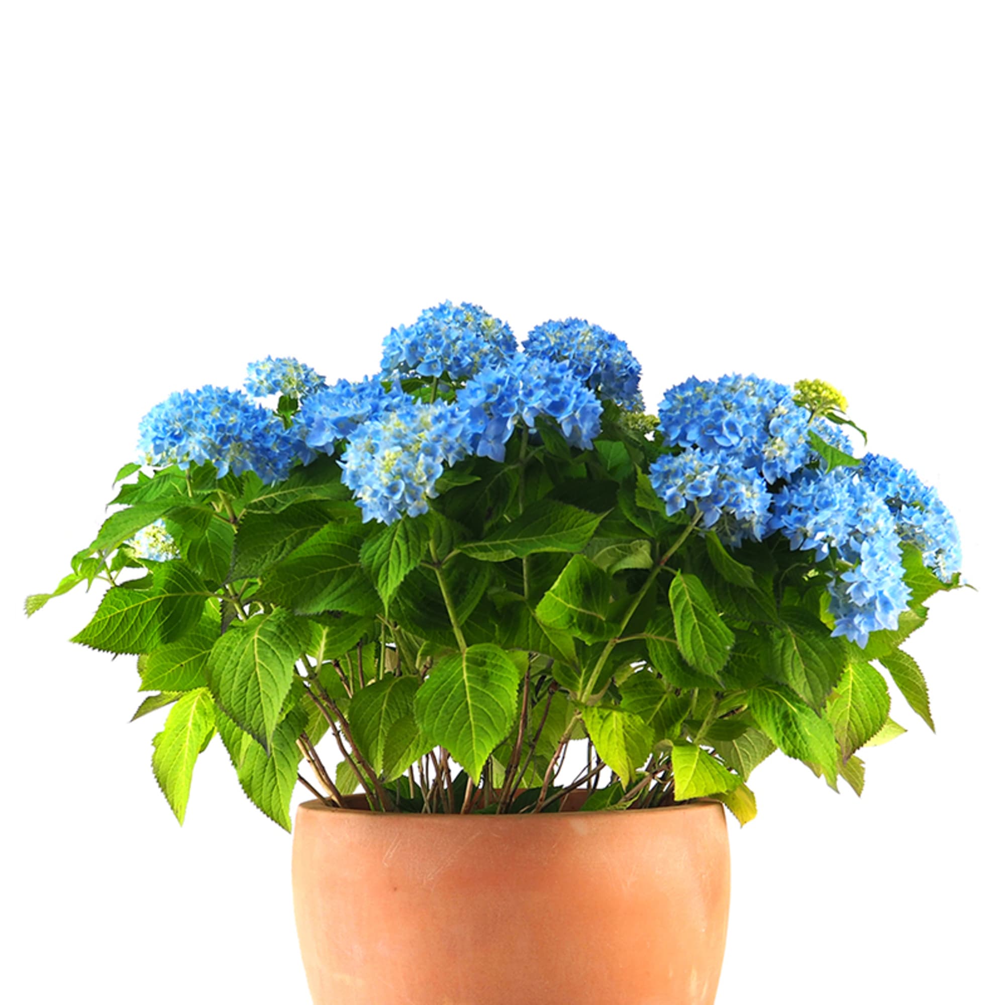 Planta Artificial Hortensia Con Macetero 60 Cm Azul Vidaxl con Ofertas en  Carrefour