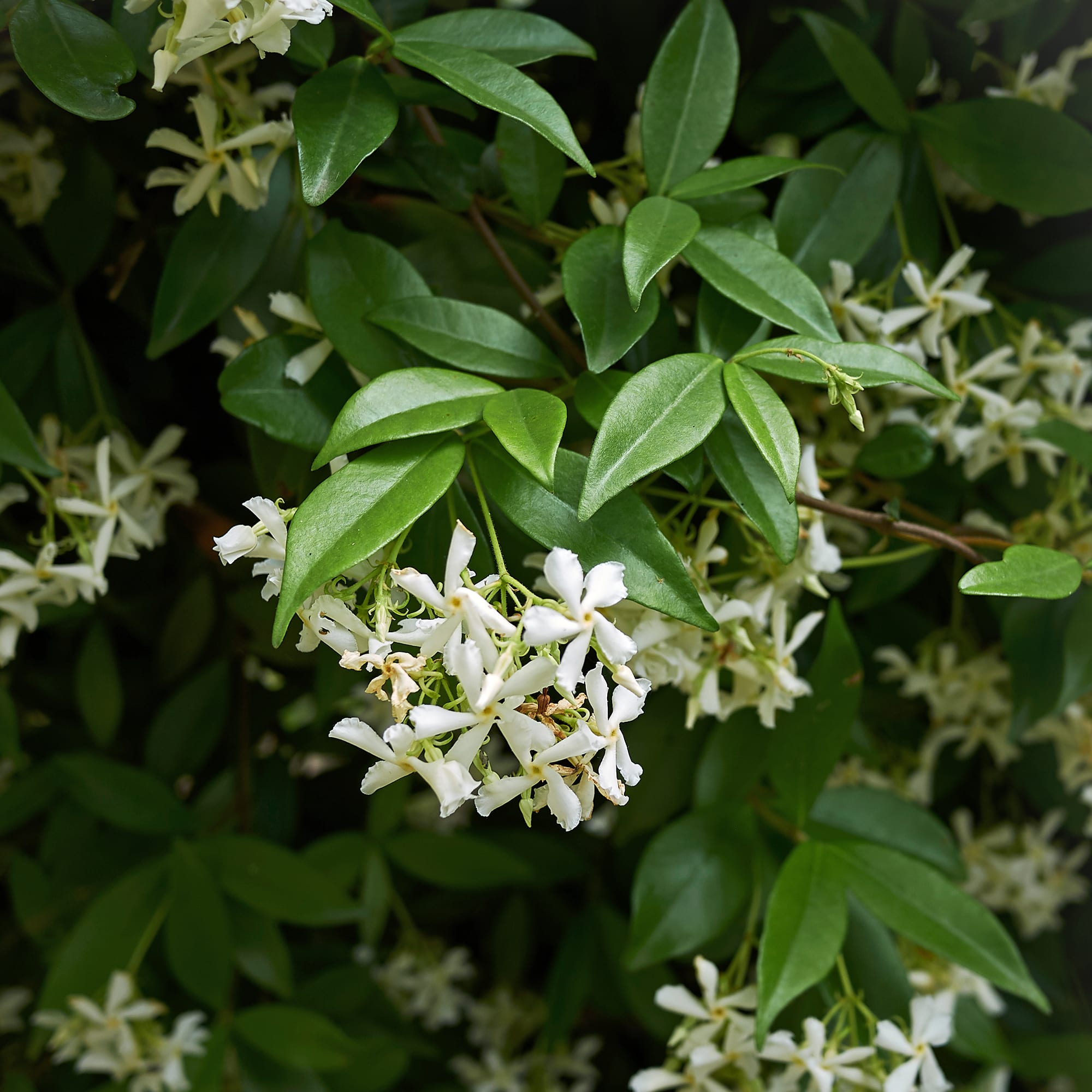 Jazmín estrellado (trachelospermum jasminoides) | Fronda