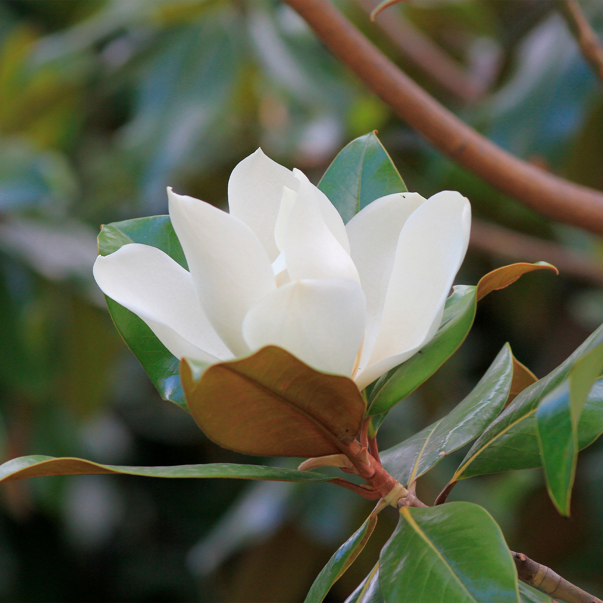 Magnolio (magnolia grandiflora) | Fronda