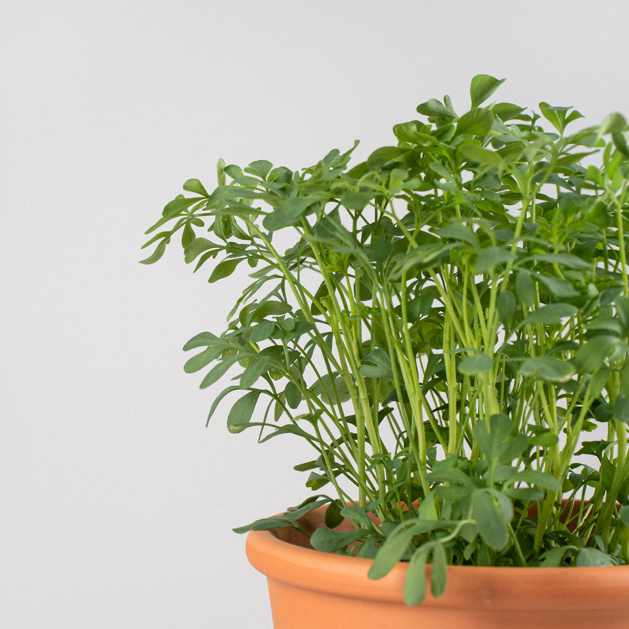 Ruda (ruta graveolens) - Planta aromática | Fronda