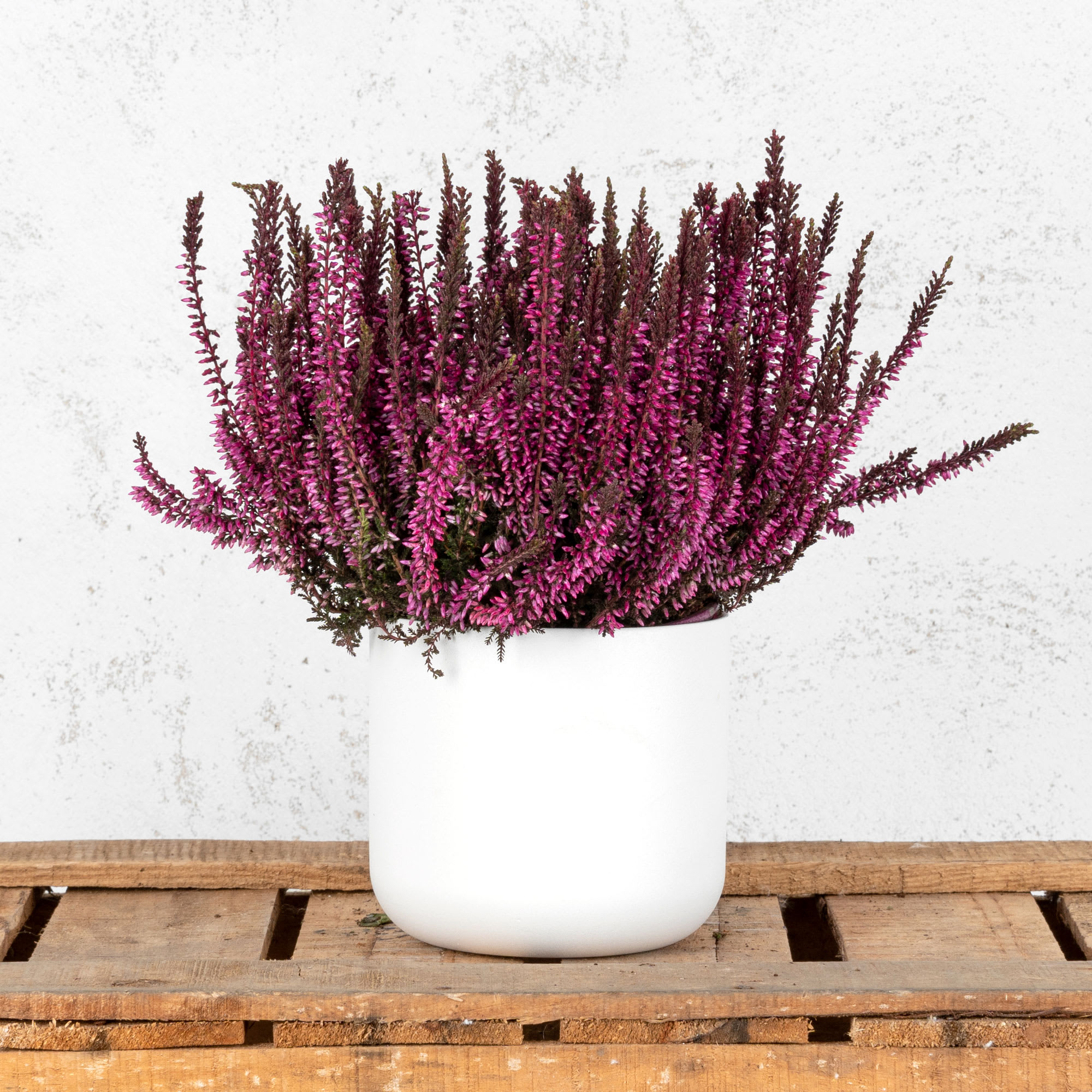 comprar-brezo-com-n-calluna-te-ida-varios-colores-fronda