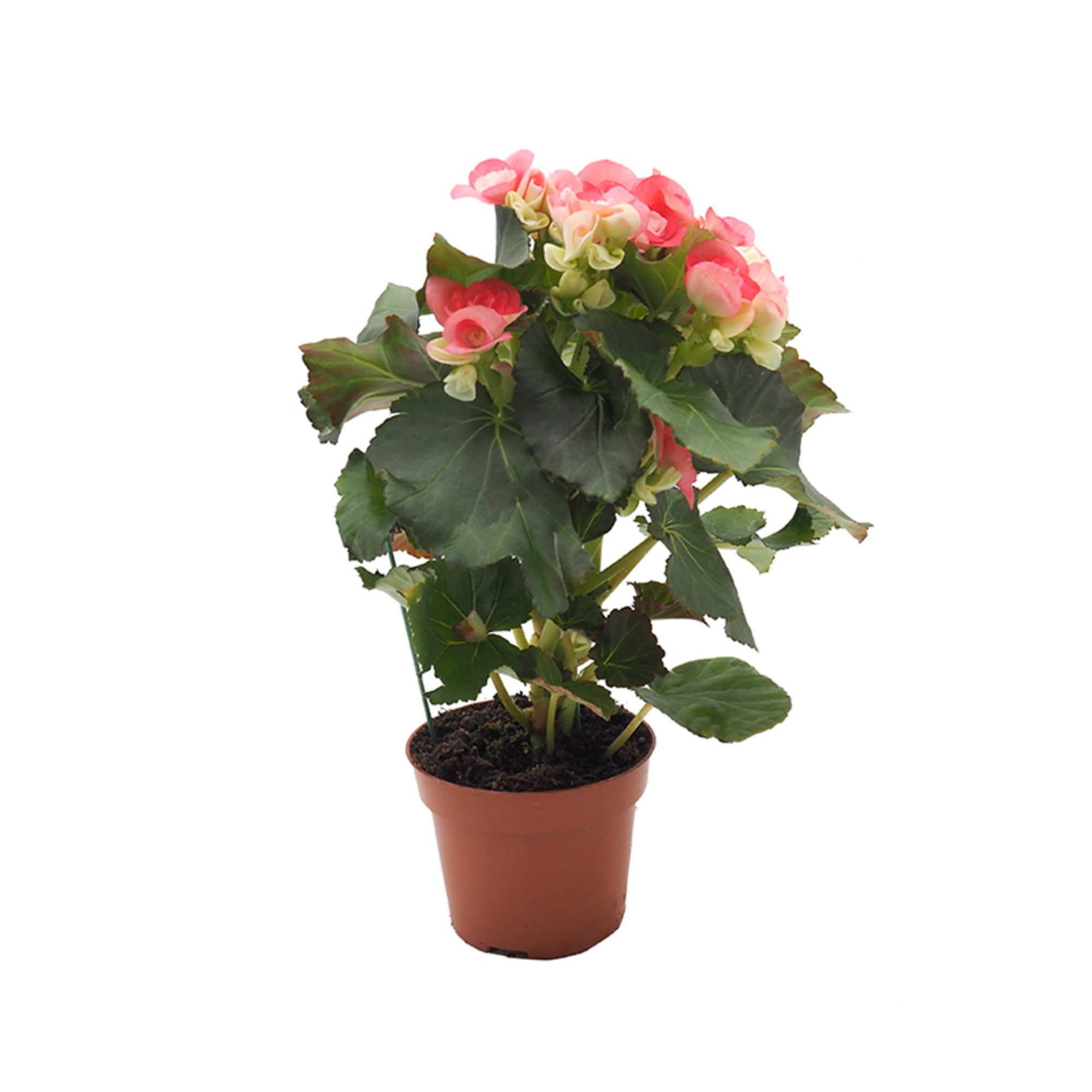 Begonia flor | Fronda