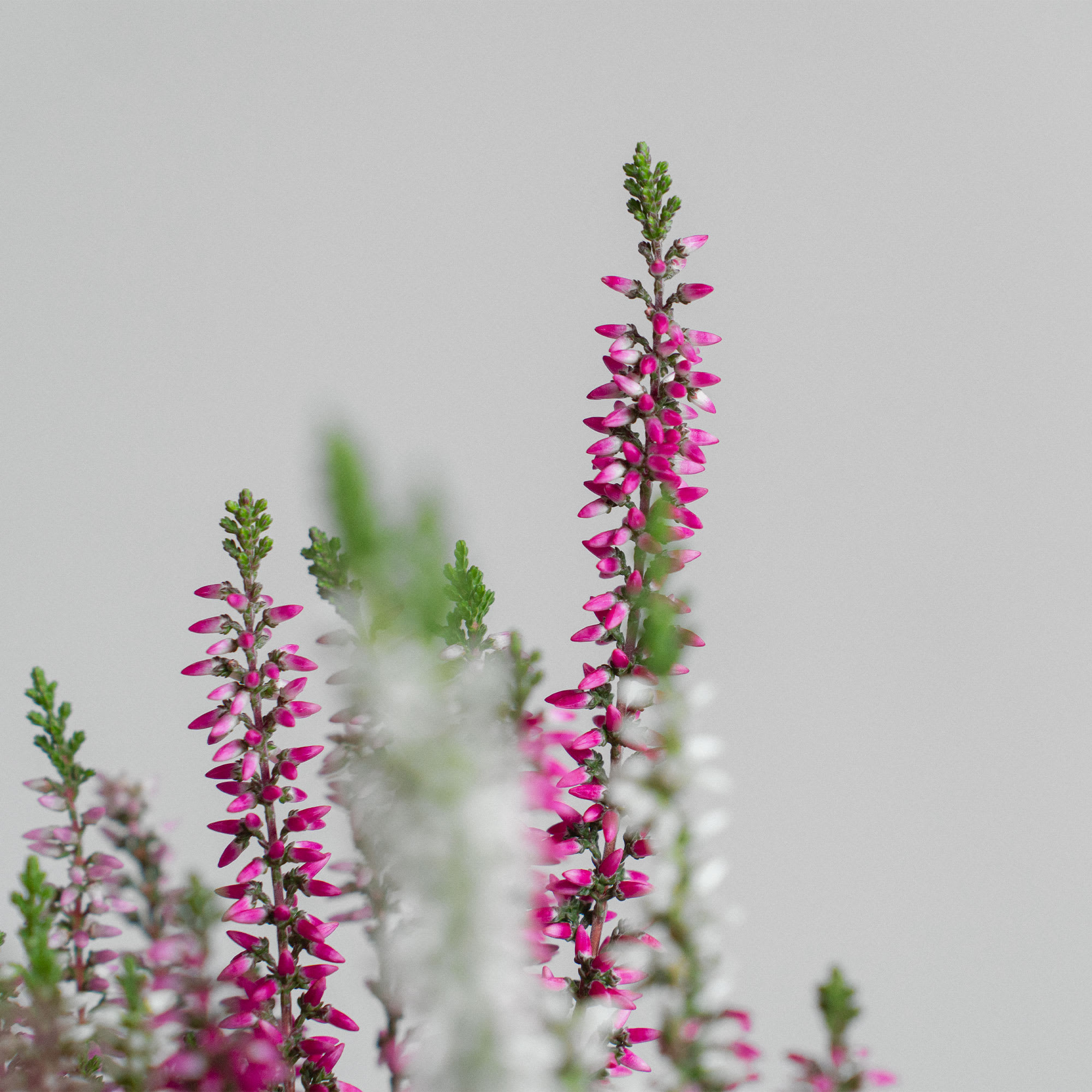 Calluna dúo colores | Fronda