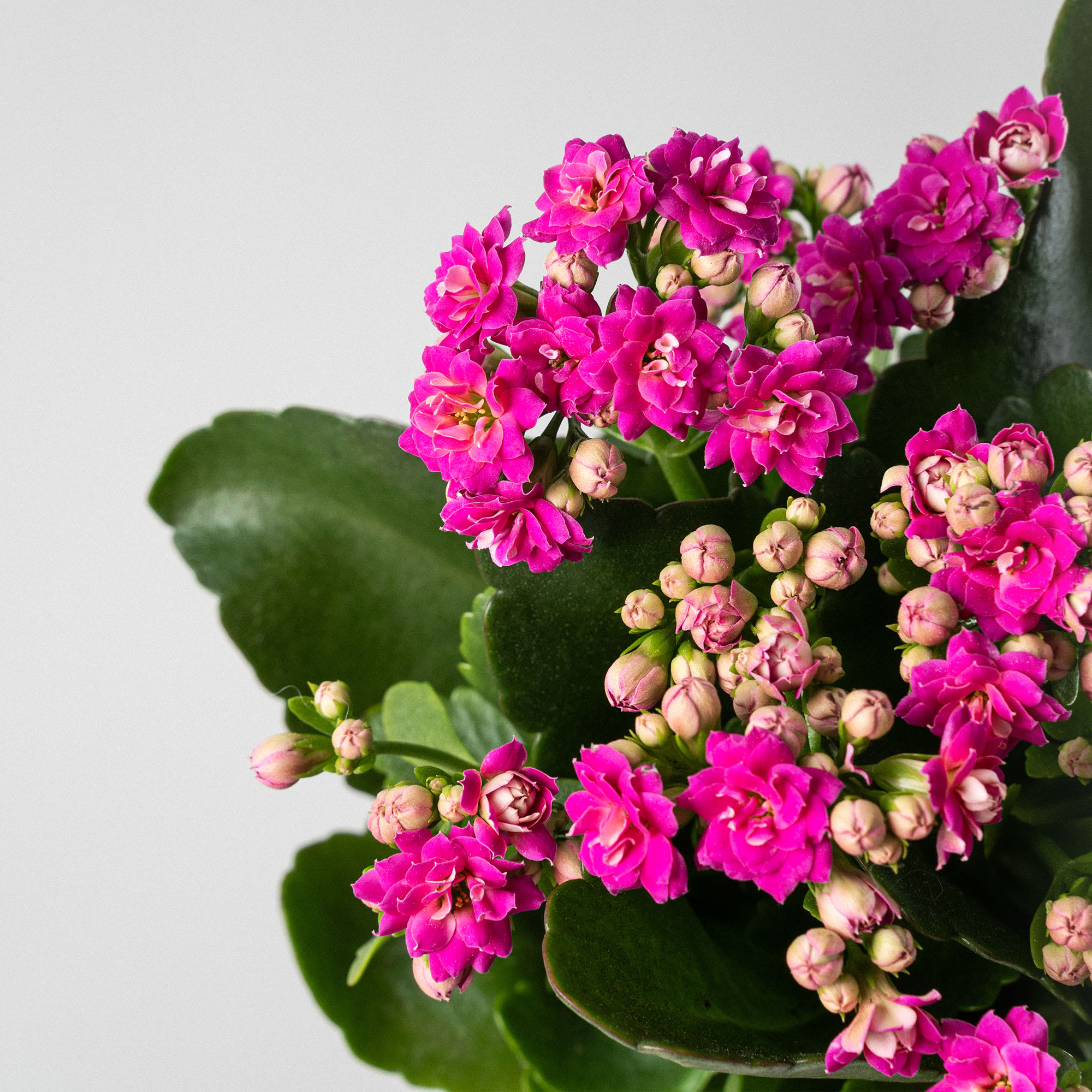 Comprar Kalanchoe Calandiva Mini Fronda Comprar Kalanchoe Calandiva Mini Fronda