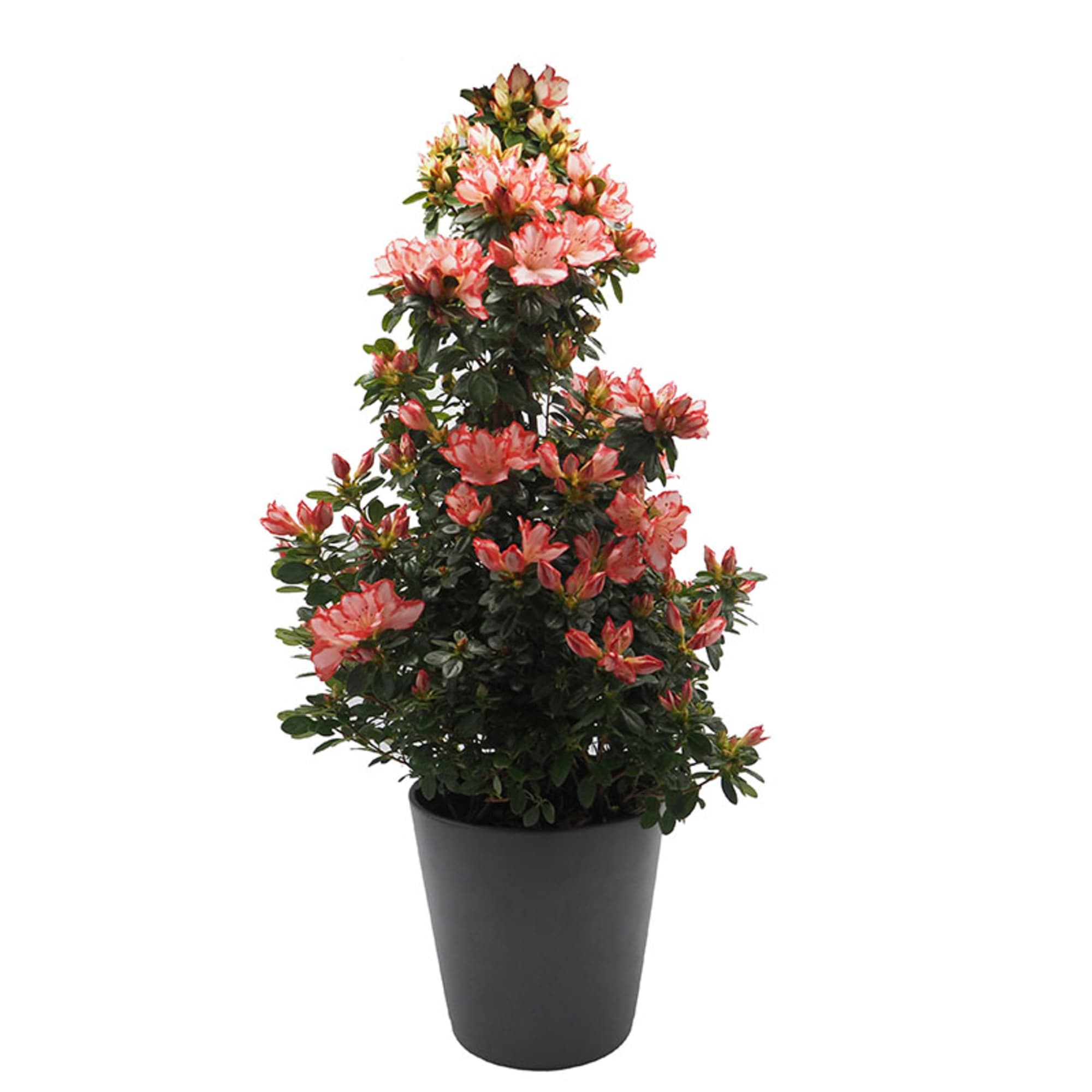 Azalea piramide (variada) | Fronda