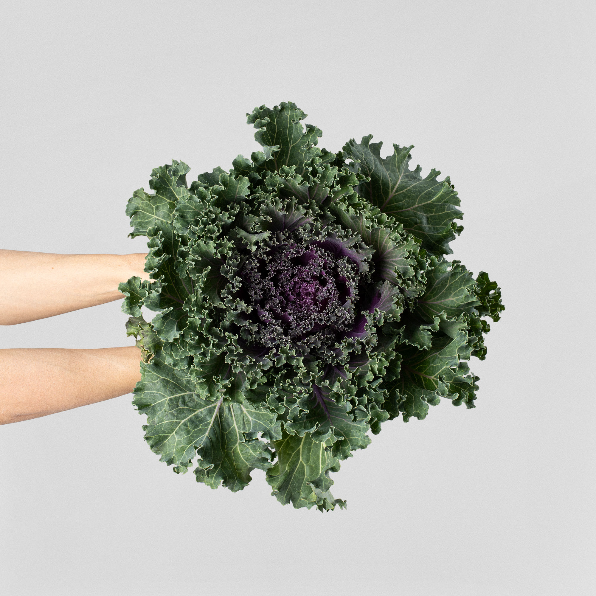 Comprar Brassica mix Fronda