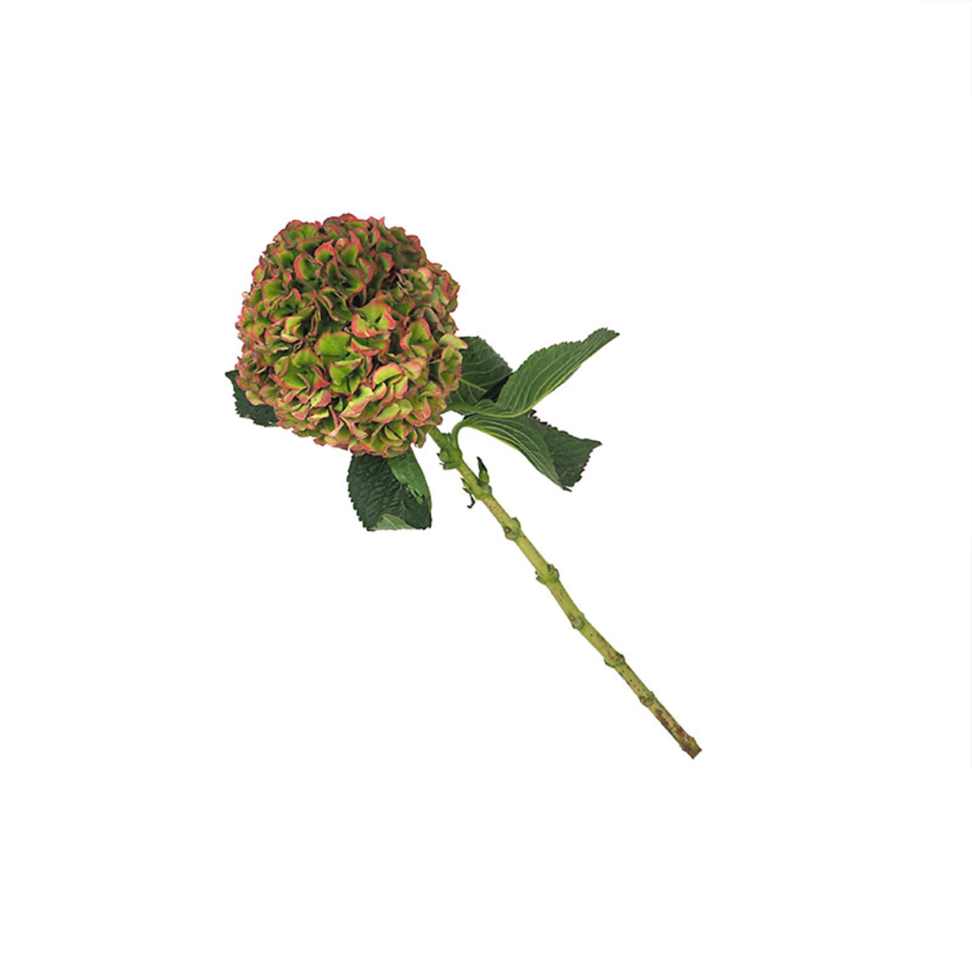 Vara hortensia natural | Fronda