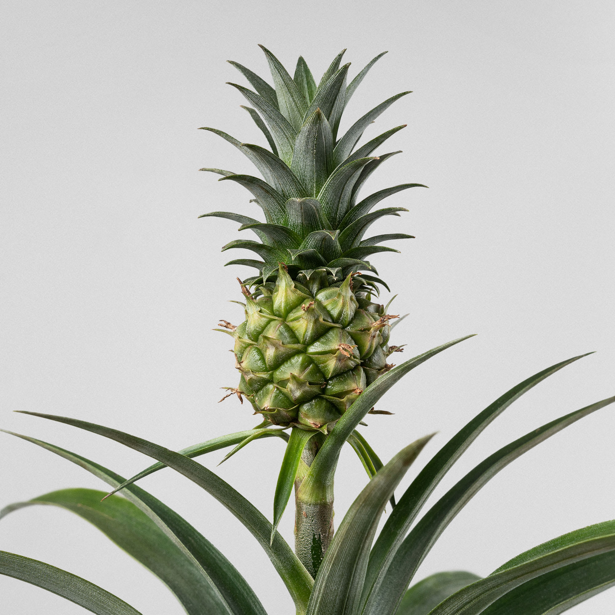 Planta de piña (ananas comosus) | Fronda