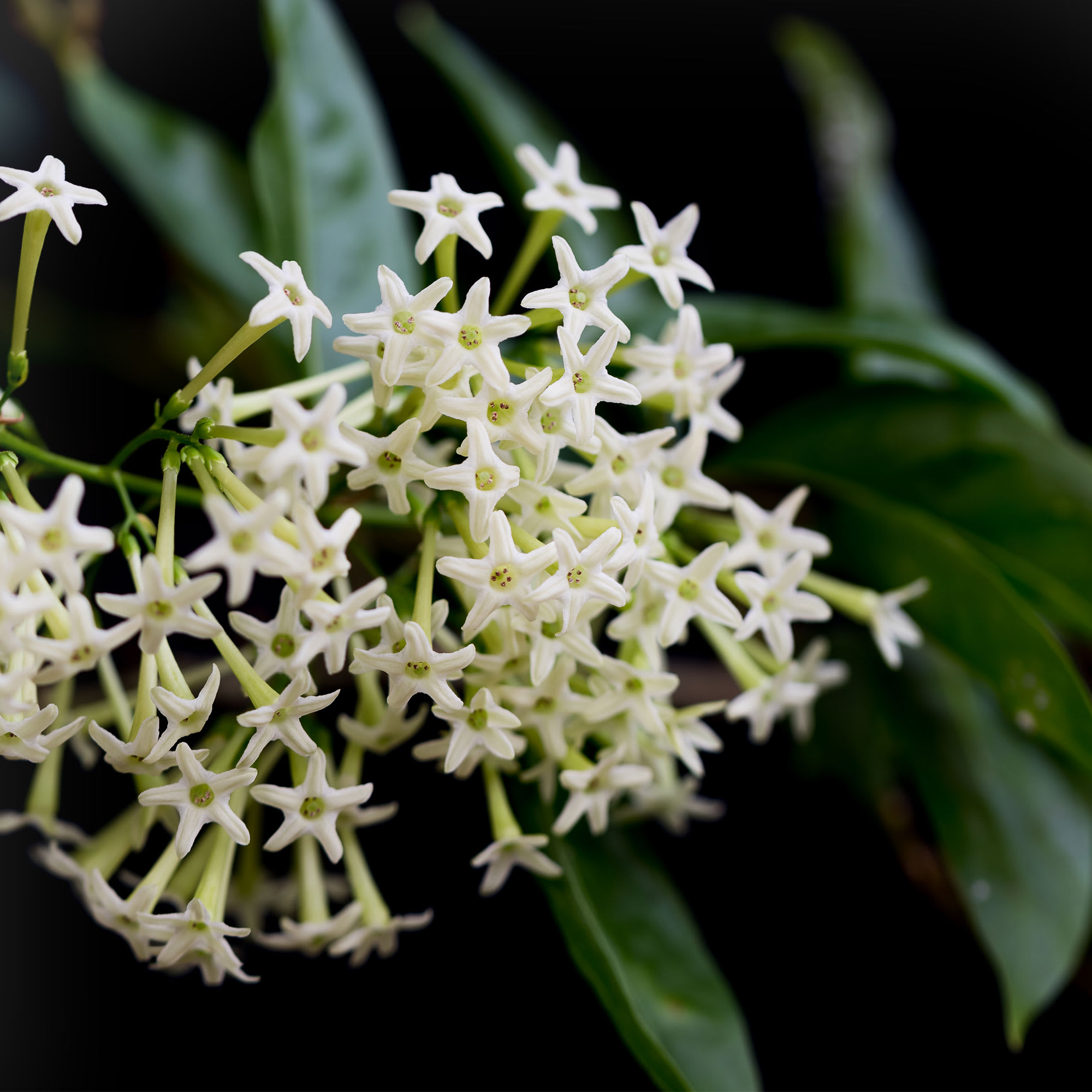 Galán de noche (Cestrum nocturnum) – Plantas Mallorca