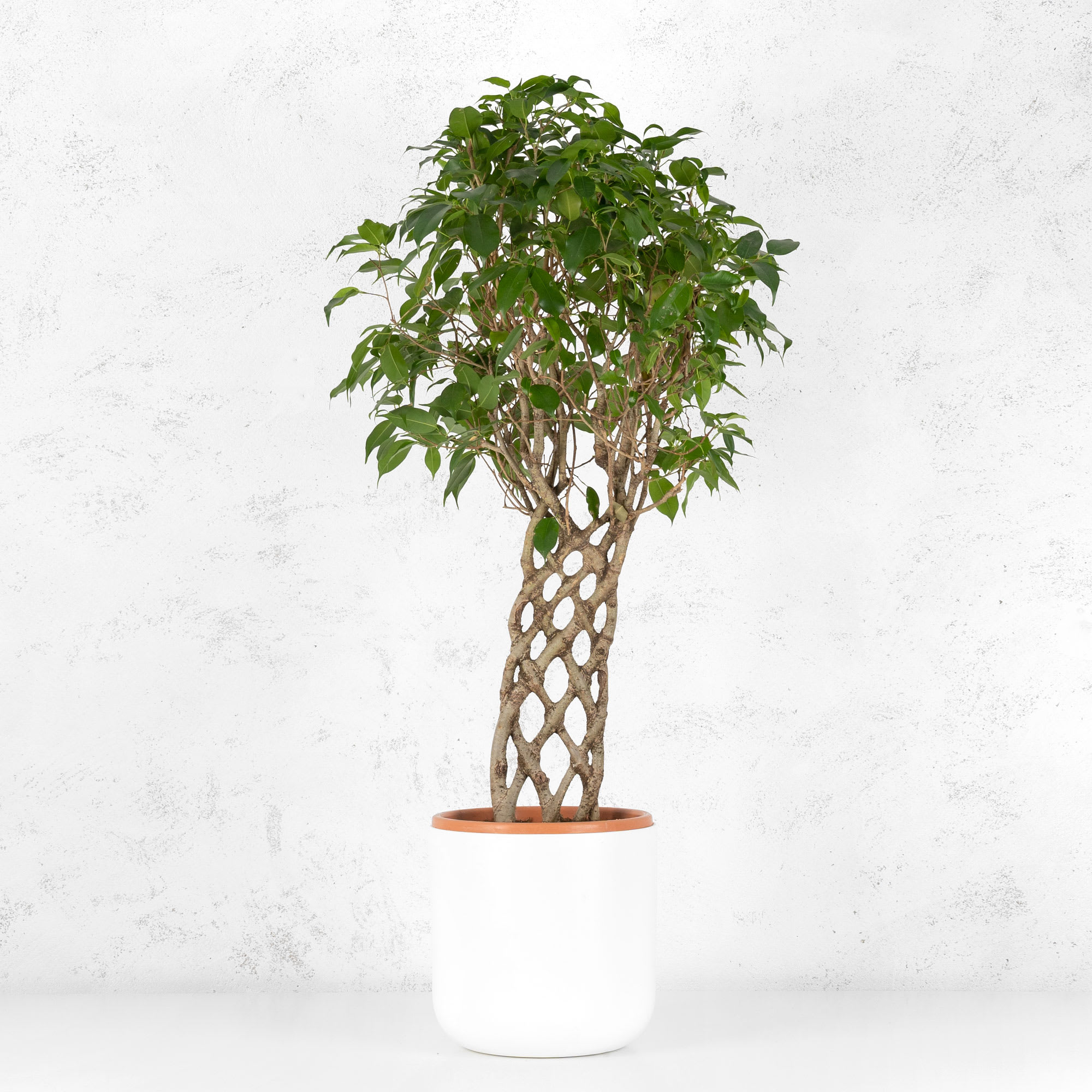 Ficus espaldera benjamina | Fronda