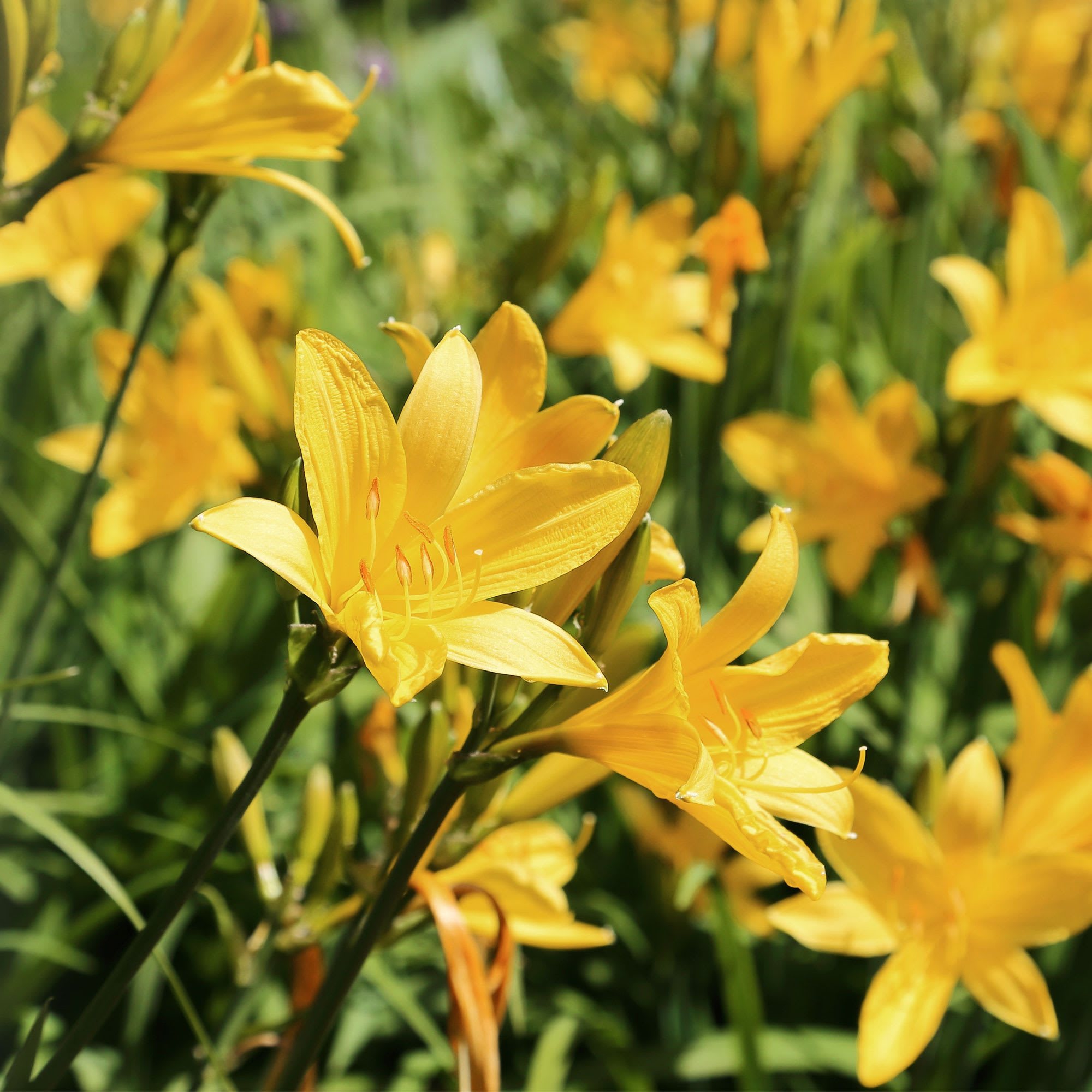 Hemerocallis | Fronda