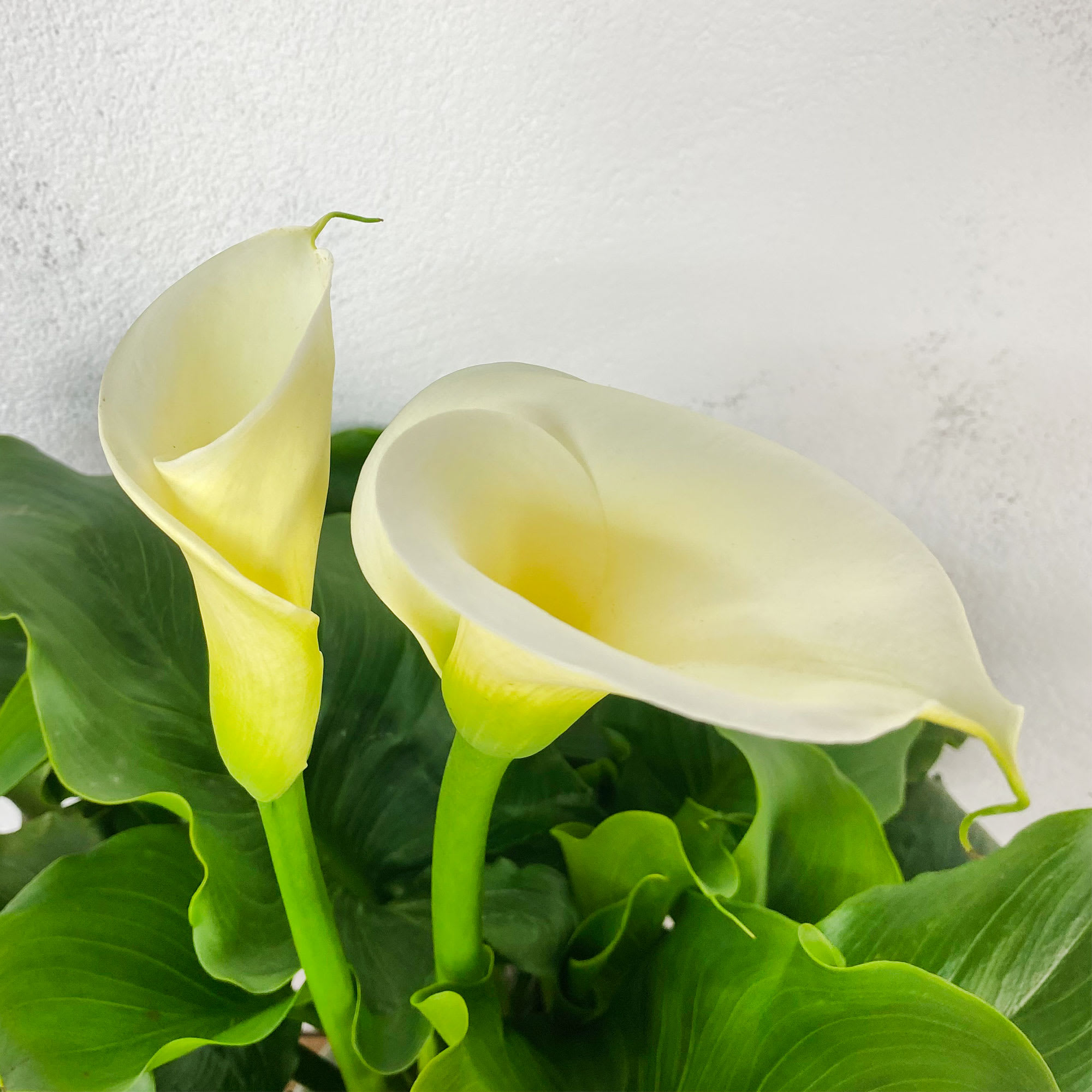 Cala blanca (zantedeschia aethiopica) | Fronda