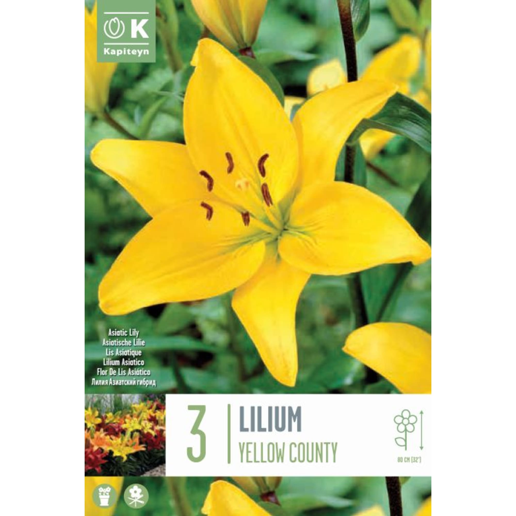 Bulbos Lilium Country Amarillo 3uds | Fronda