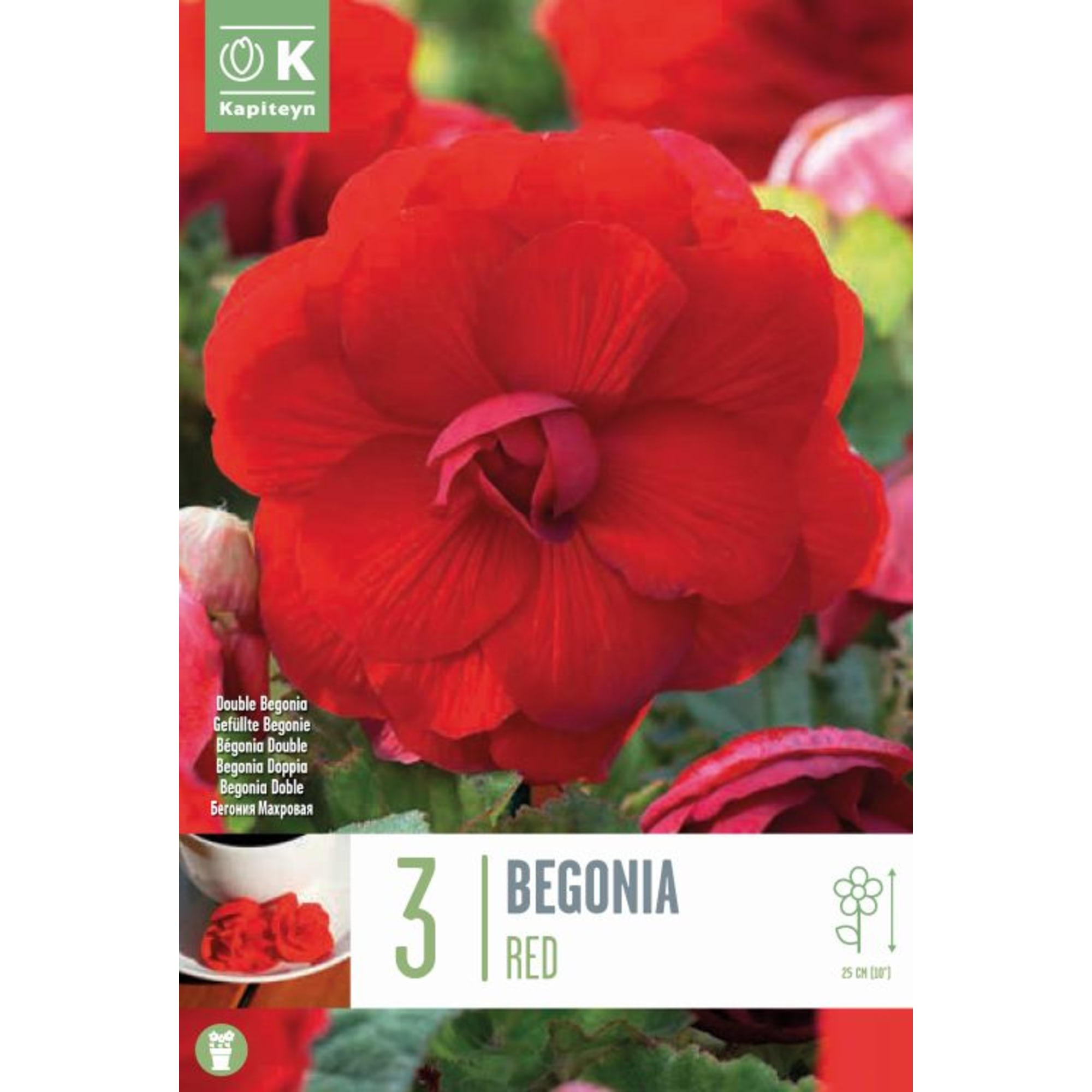 Bulbos begonia doble rojo 3uds | Fronda