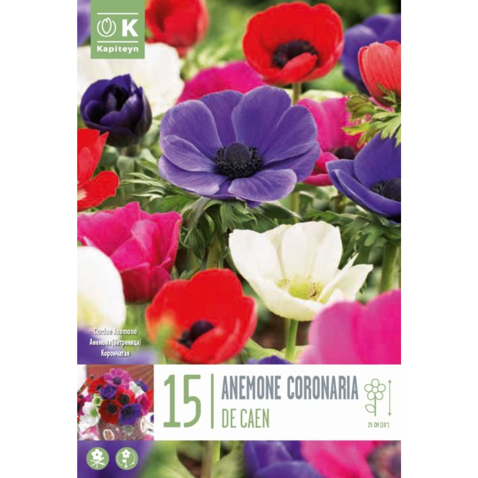 Bulbos Anemone Coronaria de Caen Mix Colores 15uds | Fronda