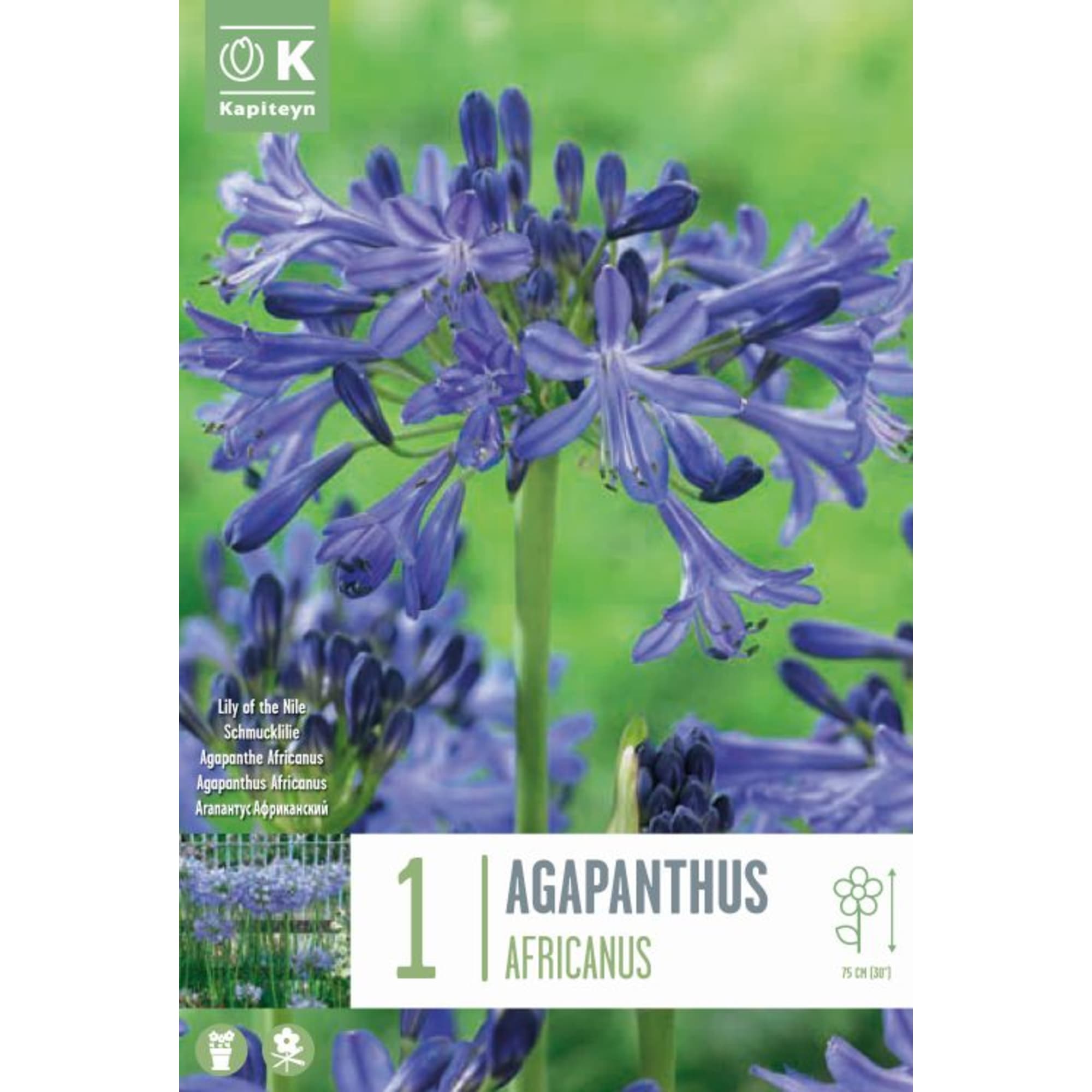 Bulbos Agapanto Africanus Morado 1ud | Fronda