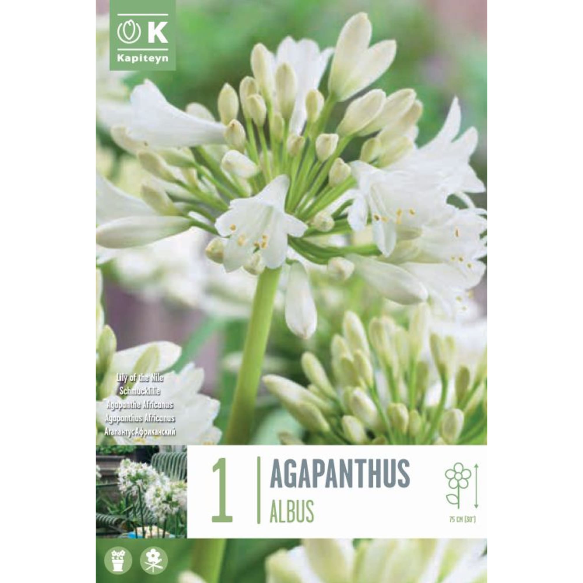 Bulbos Agapanto Africanus Blanco 1ud | Fronda