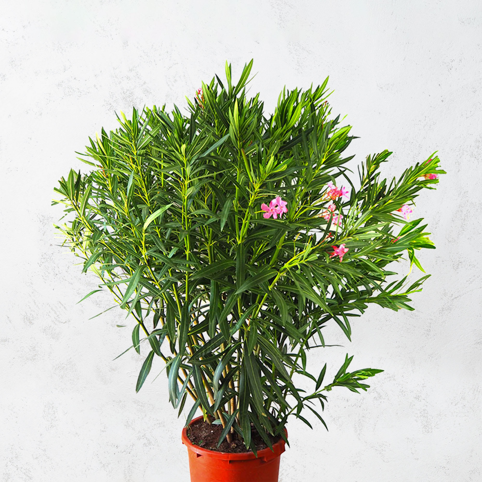 Adelfa rosa (nerium oleander) | Fronda